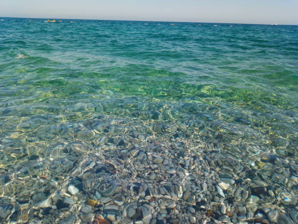 mare - green sea urchin immagine foto e immagini stock