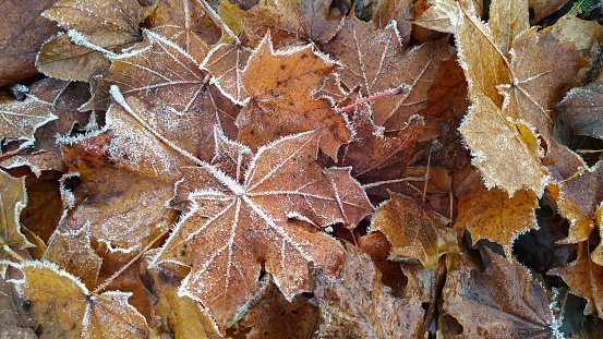 Patterns of hoarfrost on a carpet of yellow autumn leaves in Norway