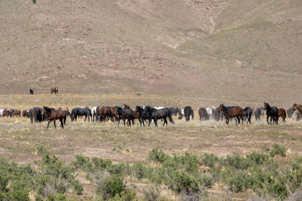 istock Herd of Wild Horses in Utah 1272113330