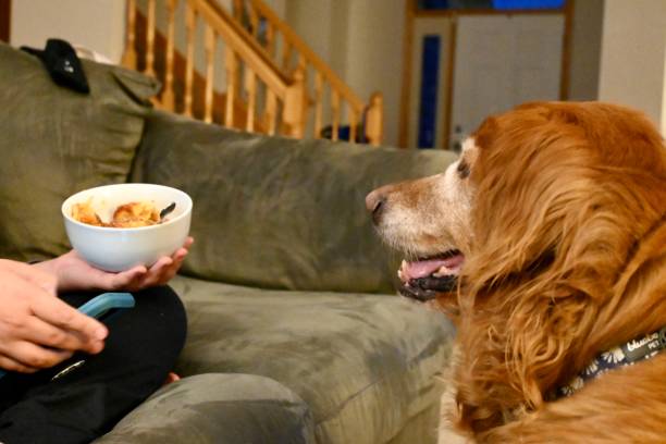istock Senior Dog begging for food 1272113571