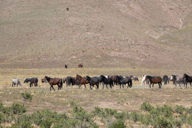 istock Herd of Wild Horses in Utah 1272113593