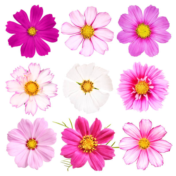 istock Different sorts of cosmos blossoms 1272114301