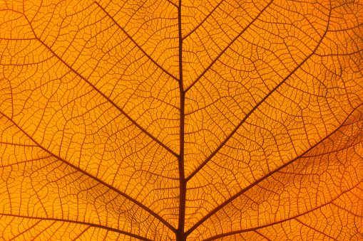 Extreme close up background texture of backlit orange autumn leaf veins