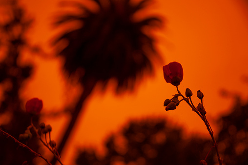 Orange sky in an urban area (Berkeley) during California fires