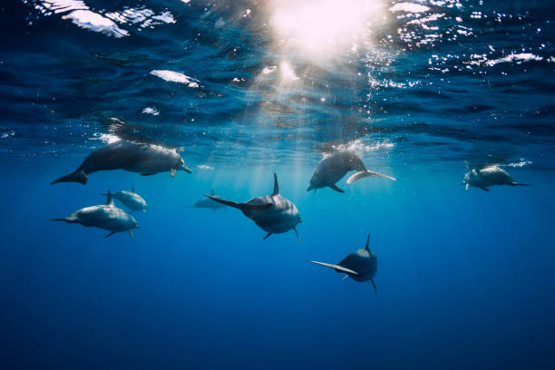 istock Dolphins underwater in blue tropical ocean. Dolphins family 1272115372