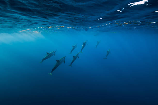 istock Dolphins underwater in blue tropical ocean. Dolphins family 1272115391