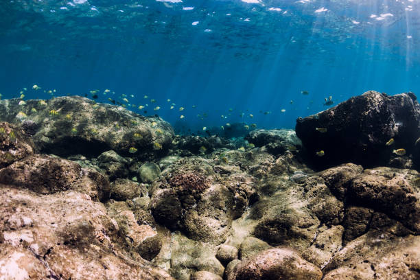 istock Underwater scene with stones bottom and tropical black fish. 1272115415