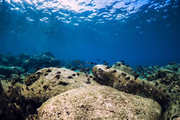 istock Underwater scene with stones bottom and tropical black fish. 1272115429