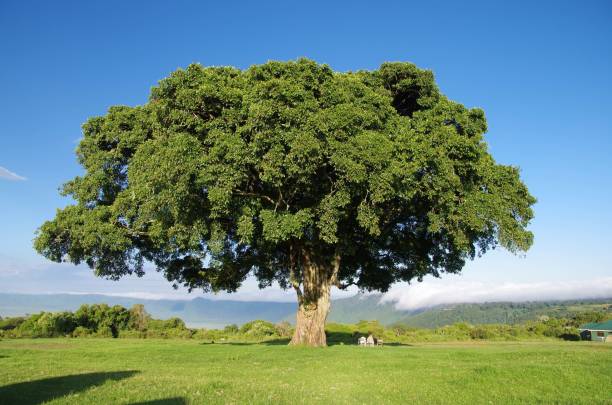 istock Big tree in Tanzania 1272115816