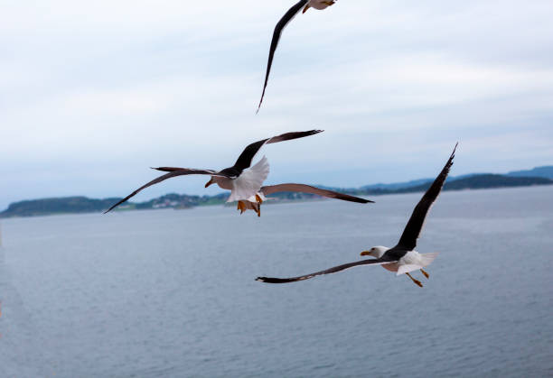 istock Seagulls in the air 1272116688