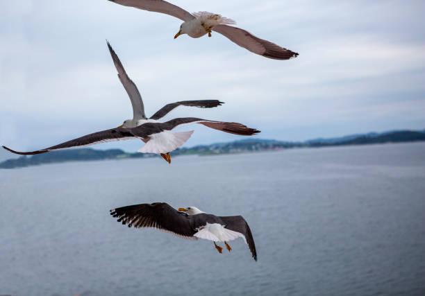 istock Seagulls in the air 1272116692