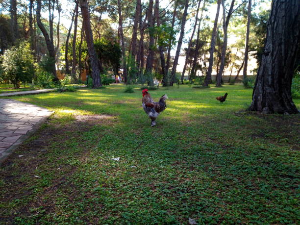istock lawns and trees and rooster 1272116944