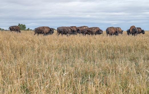 Bison (Buffalo) on the Alberta prairies