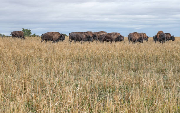 żubr (bawół) - alberta canada animal autumn zdjęcia i obrazy z banku zdjęć