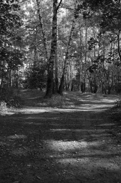 istock Footpath in sunny autumn parkland 1272118511