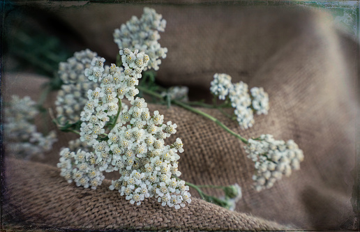 Blooming medicinal plant of yarrow on the background of old burlap. Summer greeting card and background in rustic style