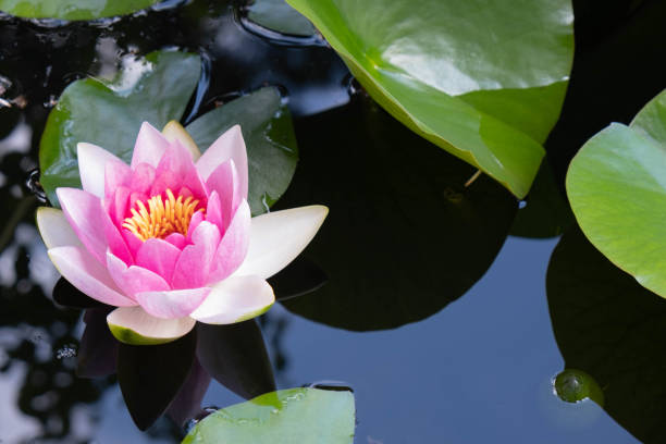 istock beautiful tender pink open water lily 1272119282