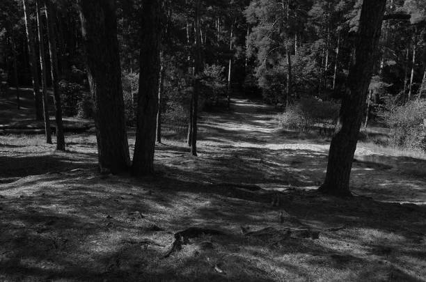 istock Footpath in sunny autumn parkland 1272119766