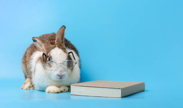 istock Bunny with glasses and book on blue background. Education concept. 1272120552