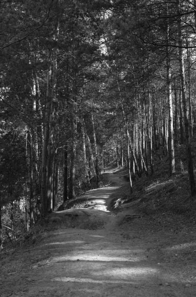 rain clouds, deciduous forest and dirt road autumn landscape