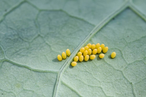 Eggs of the large white cabbage butterfly on underside of brussel sprouts leaf, garden pest concept Eggs of the large white cabbage butterfly on underside of brussel sprouts leaf, full frame texture macro egg to caterpillar stock pictures, royalty-free photos & images