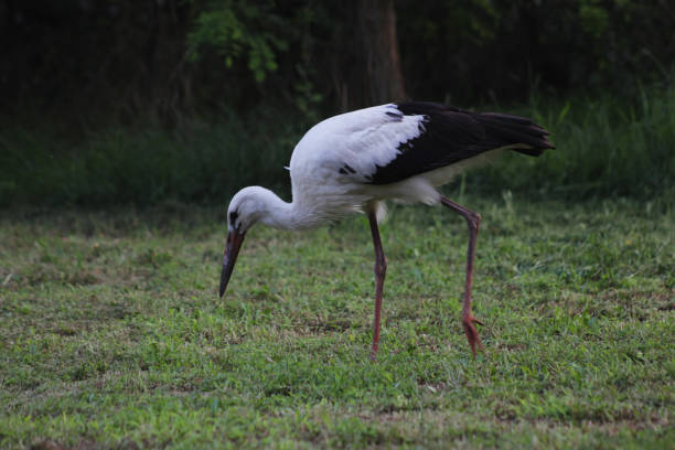 istock White stork looking for food 1272120855