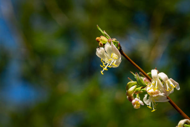 咲く花の冬のスイカズラロニスラ香ワリツィマ(スタンシシイ)、または1月のジャスミン、中国のスイカズラのクローズアップ。ぼやけた緑の背景に花。 テキストの場所。 - winter close up nature macro ストックフォトと画像