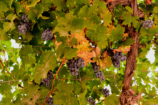Ripe blue grapes hanging on an autumn vine with colorful leaves