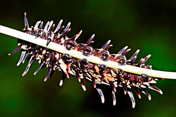Troides Aeacus Caterpillar's feet (Golden Birdwing) on branch.