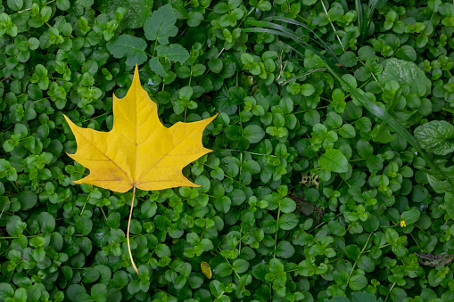 Fallen yellow maple leaf on green grass woodlouse. Space for your text.