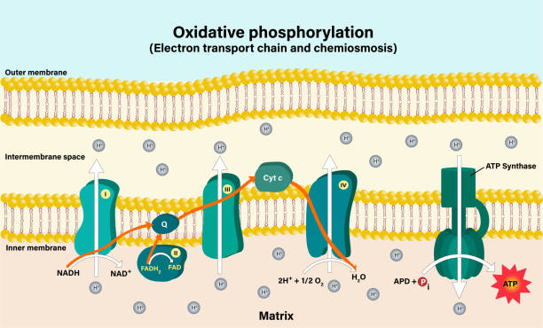 Electron transport chain couples chemiosmosis to ATP synthesis Electron transport chain couples chemiosmosis to ATP synthesis electron stock illustrations