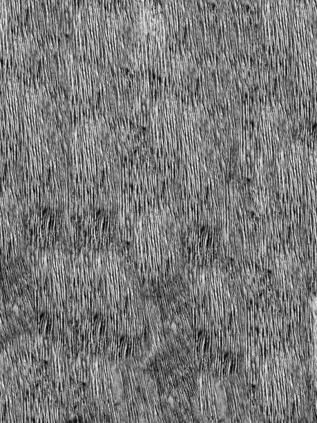 istock Gray Wood texture and background, Gray ashes pattern and Abstract, Selective focus Contain Grains, blurry view, black and white pattern for project 1272125693