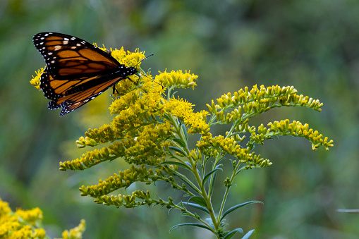 Goldenrod, native to North America, is an essential source of nectar for pollinators, especially late in the growing season when other nectar sources become scarce.