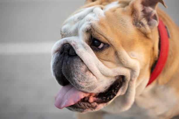 istock English bulldog head shot. 1272128462