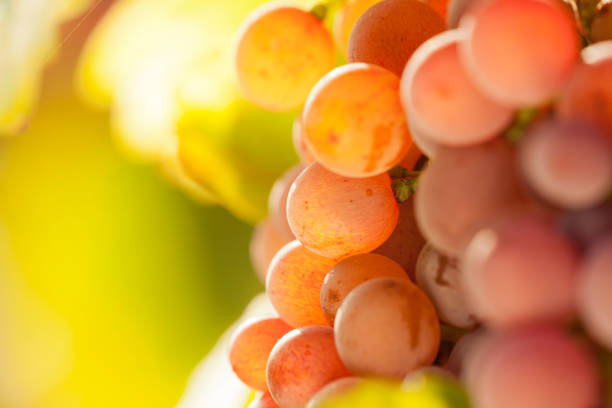 istock Ripe grapes in a vineyard on a sunny morning 1272130737