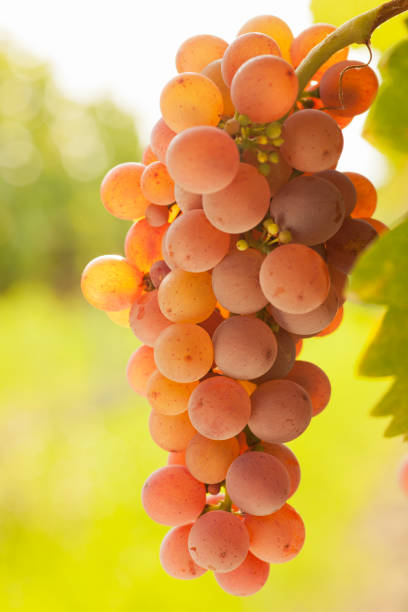 istock Ripe grapes in a vineyard on a sunny morning 1272130742