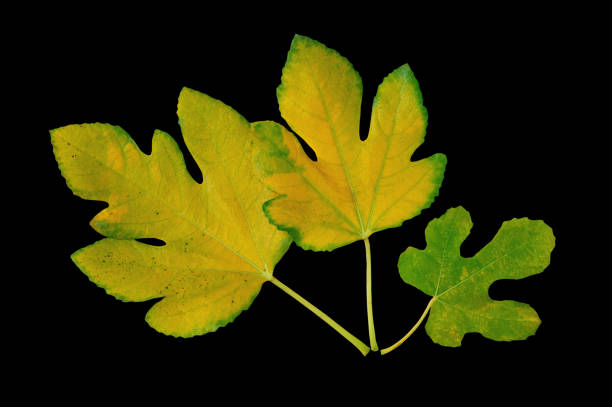 istock Yellow leaves of fig tree isolated on black background 1272130931