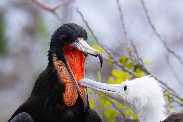 Magnificent frigatebird, fregata magnificens, young bird. Male adult feeding baby bird.