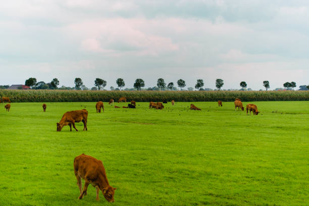 istock brown cows grazes in a green meadow 1272131535