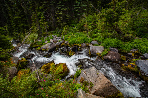 istock Mount Rainier National Park 2020 #31 1272133847
