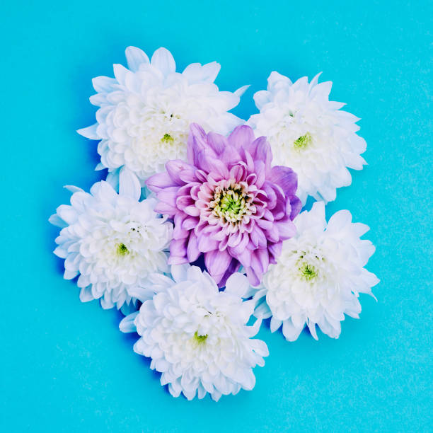 白と紫色のダリアの花と青い背景 - frame flower ornamental garden beauty in nature ストックフォトと画像