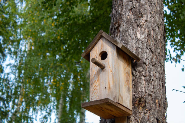istock A birdhouse for forest birds on a conifer. 1272134665