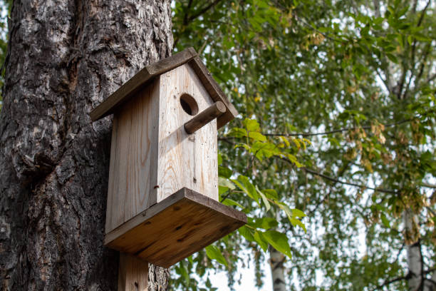 istock A birdhouse for forest birds on a conifer. 1272134671