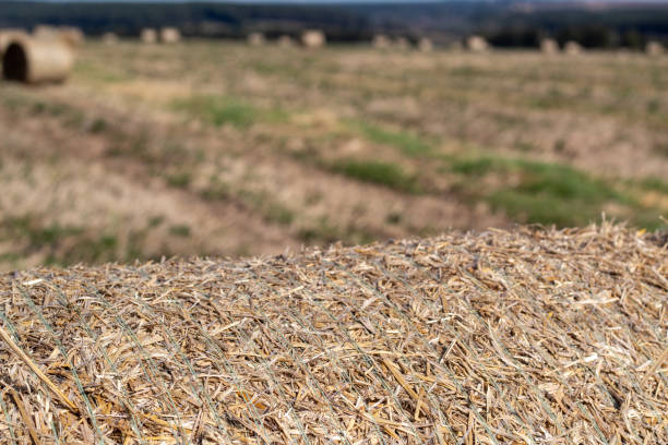 istock Fragment of a roll of dried grass on an empty field. 1272134680