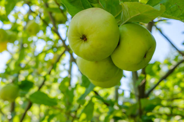 istock three green apples growing on an apple tree in nature in summer 1272135207