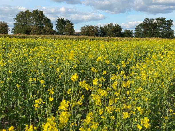 istock A field of yellow flowers 1272135222