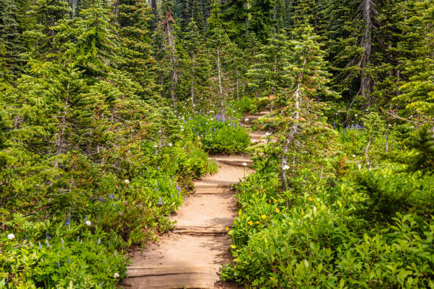 istock Mount Rainier National Park 2020 #30 1272135818