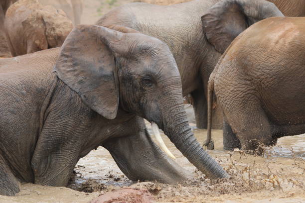 istock African Elephant in the water 1272138577