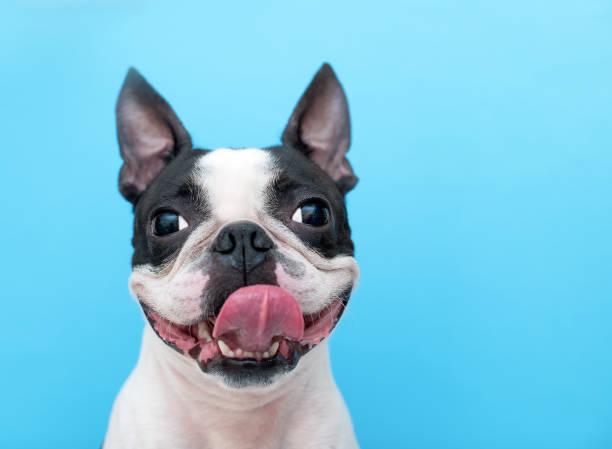 ein fröhlicher und fröhlicher boston terrier hund mit aushängender zunge lächelt auf blauem hintergrund im studio. - hund fotos stock-fotos und bilder