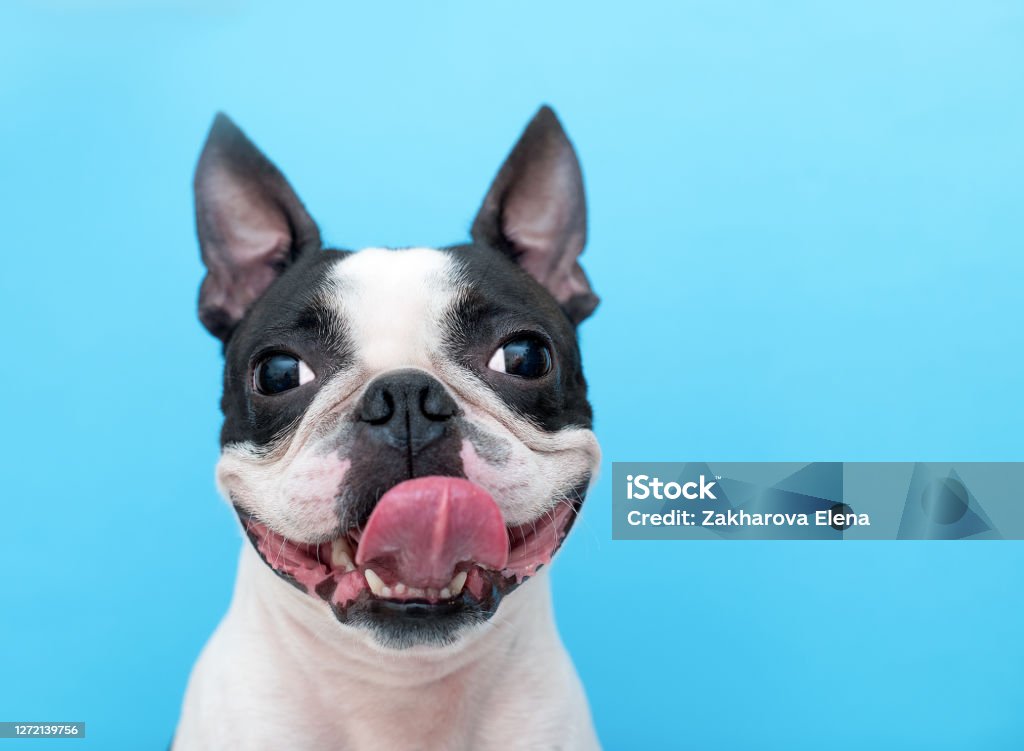 A happy and joyful Boston Terrier dog with its tongue hanging out smiles on a blue background in the Studio. A happy and joyful Boston Terrier dog with its tongue hanging out smiles on a blue background in the Studio. Portrait. Dog Stock Photo
